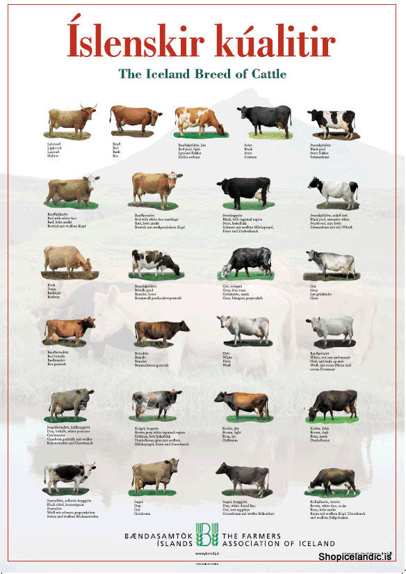 Icelandic sweaters and products - The Iceland Breed of Cattle - Poster (S) Poster - NordicStore